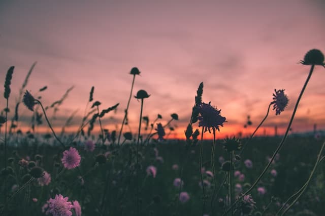 Photo de @GoldenHour